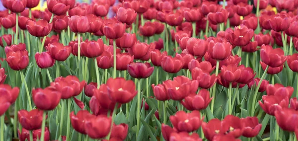 Tulipán Virágzik Tavaszi Napsütésben Ragyogó Színek Teljes Emelkedik Vitalitás Kertben — Stock Fotó