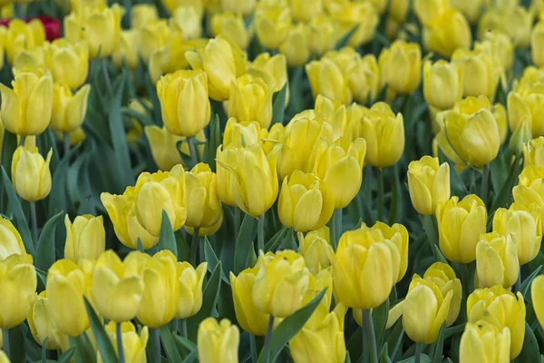 Tulips bloom in the spring sunshine with brilliant colors rising up full of vitality in the garden