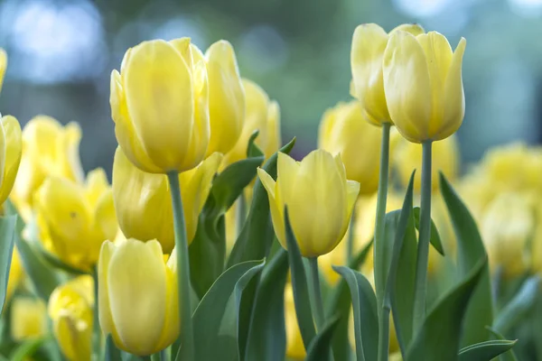 Lale Çiçek Bahar Güneş Parlak Renkler Tam Yükselen Ile Canlılık — Stok fotoğraf