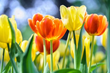 Lale çiçek bahar güneş parlak renkler tam yükselen ile canlılık bahçede