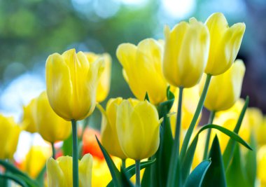 Lale çiçek bahar güneş parlak renkler tam yükselen ile canlılık bahçede