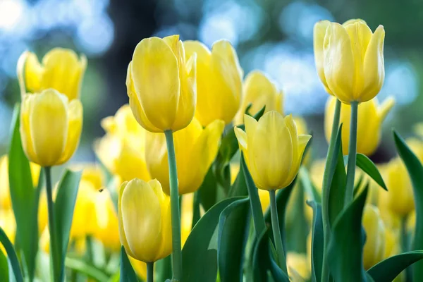 Lale Çiçek Bahar Güneş Parlak Renkler Tam Yükselen Ile Canlılık — Stok fotoğraf