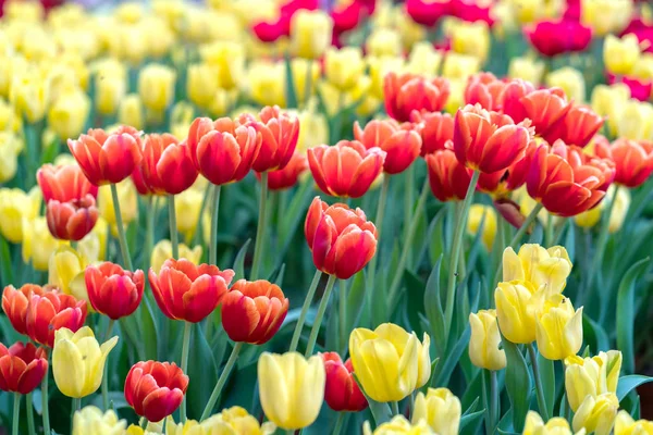 Tulips bloom in the spring sunshine with brilliant colors rising up full of vitality in the garden