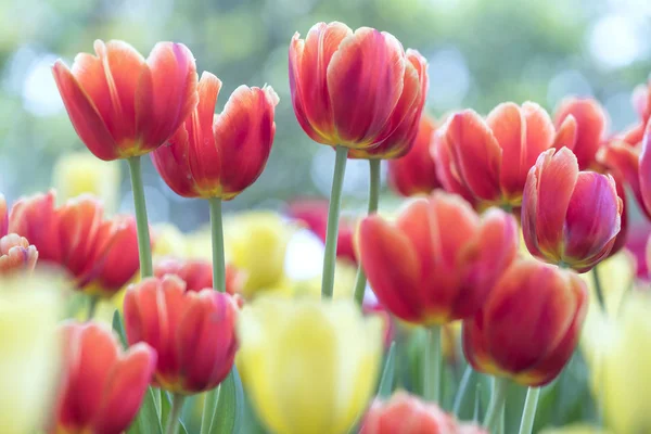 Tulipas Florescem Sol Primavera Com Cores Brilhantes Subindo Cheias Vitalidade — Fotografia de Stock