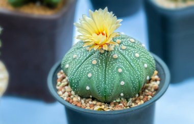 Farklı türler ile kaktüs türleri çiçeklenme vardır, bu sıcak havalarda yaşayan bitkilerin bir türdür, kuraklık doğa dan önce insanların dayanıklılık sembolize.