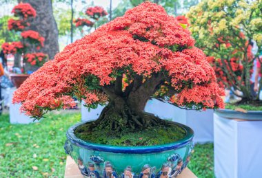 Bonsai ağacı bahar sabahları MahS veya orman alev blooms görmek gerçekten çekici olduğunu.