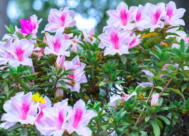Azalea çiçekleri baharın erken saatlerinde çiçek açar.