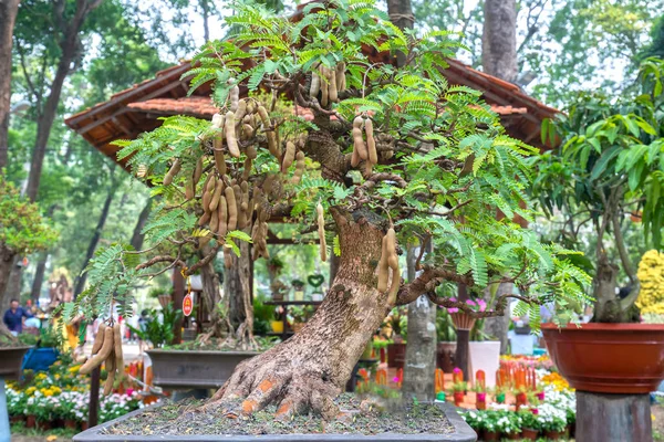 Chi Minh City Vietnam Febrero 2018 Árbol Frutas Bonsái Tamarindo — Foto de Stock