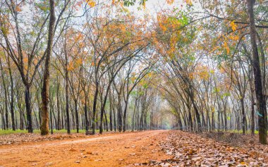 Yol lastik sezon değiştirmek yaprakları ile toprak yol içine lider kadro ağaçlar aşağı ufka kadar güzel. Ne zaman sonbahar yaprakları her yıl sonbahar yerine yeni ve yaprakları sarı rengini değiştirme.