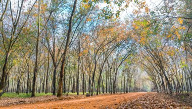 Yol lastik sezon değiştirmek yaprakları ile toprak yol içine lider kadro ağaçlar aşağı ufka kadar güzel. Ne zaman sonbahar yaprakları her yıl sonbahar yerine yeni ve yaprakları sarı rengini değiştirme.