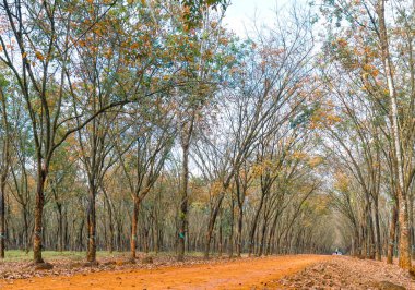 Yol lastik sezon değiştirmek yaprakları ile toprak yol içine lider kadro ağaçlar aşağı ufka kadar güzel. Ne zaman sonbahar yaprakları her yıl sonbahar yerine yeni ve yaprakları sarı rengini değiştirme.