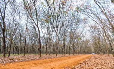 Yol lastik sezon değiştirmek yaprakları ile toprak yol içine lider kadro ağaçlar aşağı ufka kadar güzel. Ne zaman sonbahar yaprakları her yıl sonbahar yerine yeni ve yaprakları sarı rengini değiştirme.