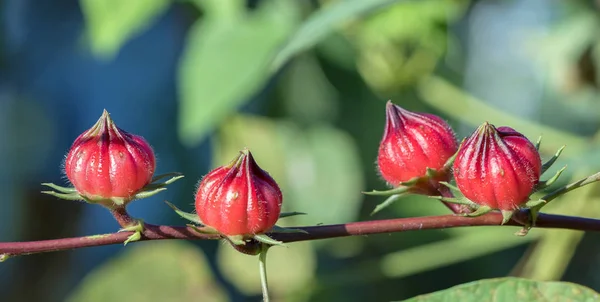 Hibiscus Sabdariffa Roselle Fruits Plant Medicinal Herb Heat Resistant Fungal — Stock Photo, Image