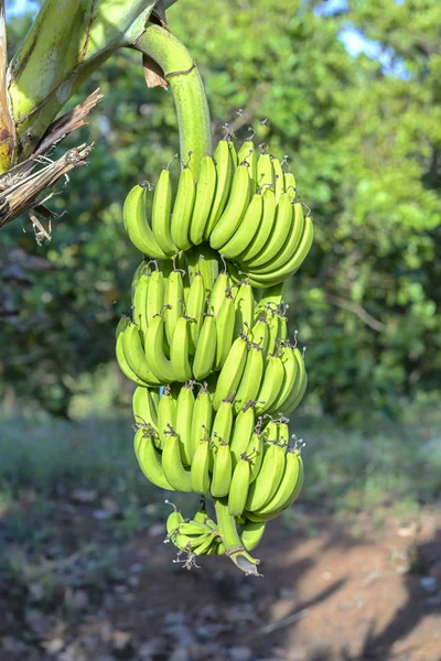 Mazzo Banane Acide Appese Ramo Albero Una Fattoria — Foto Stock
