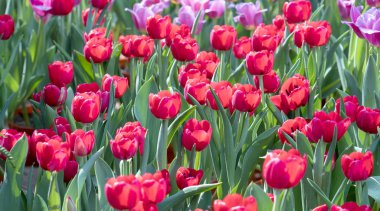 Renkli Lale alan bloom renkli sabah güneş Bahçe en güzel.