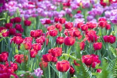 Renkli Lale alan bloom renkli sabah güneş Bahçe en güzel.