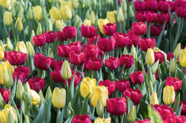 Renkli Lale alan bloom renkli sabah güneş Bahçe en güzel.