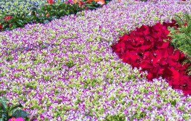 Parkta bahçenizi dekore edilmiş pek çok erken Bahar güneşli güzel renkler renkli patlamaları çiçeklenir.
