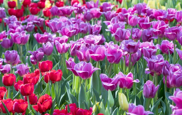 Színes Tulipán Mező Virágos Színes Kertben Reggeli Napsütésben Szépen — Stock Fotó