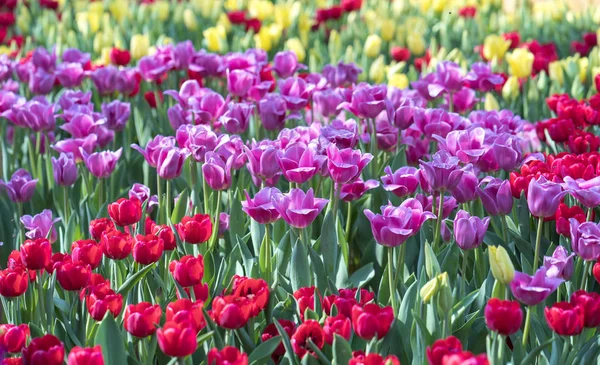 Campo Tulipas Coloridas Florescer Colorido Jardim Sol Manhã Lindamente — Fotografia de Stock