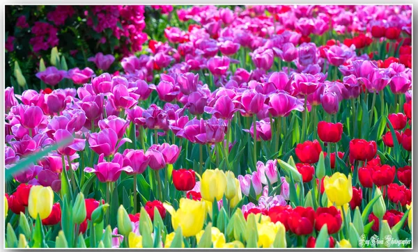 Feld Der Bunten Tulpen Blühen Bunt Garten Der Morgensonne Schön — Stockfoto