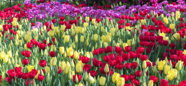 Színes Tulipán Mező Virágos Színes Kertben Reggeli Napsütésben Szépen — Stock Fotó