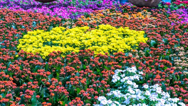 Camas Flores Parque Decorado Muitos Tipos Flores Rajadas Cores Coloridas — Fotografia de Stock