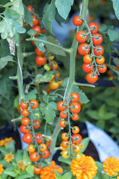 在花园里准备的西红柿 这是一种富含花青素的水果 高抗氧化剂延缓老化过程 对人类非常有益 — 图库照片