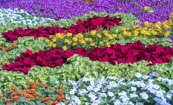 ยงดอกไม ในสวนตกแต งหลายชน ดของดอกไม ในการระเบ ดของส นในต นฤด ใบไม แสงแดดท — ภาพถ่ายสต็อก