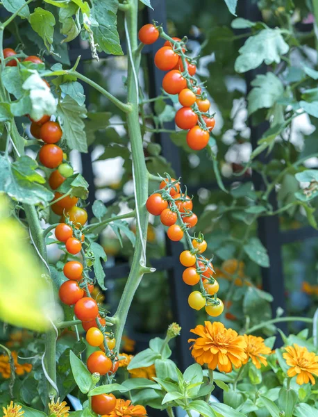 Tomates Preparados Jardim Este Fruto Rico Antocianina Altos Antioxidantes Que — Fotografia de Stock