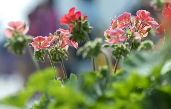 Geranium Flower blooming colorful pink, white, purple, in the garden in spring weather greeted the beautiful new day