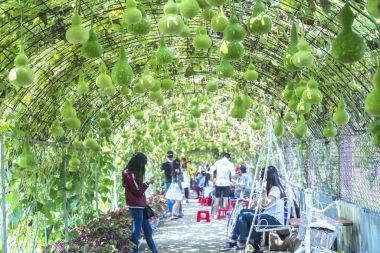 Tien Giang, Vietnam - 12 Şubat 2018: Süs kabağı Bahçe yüzlerce turist ziyaret makasları güzel organik tarım Ekolojik turizm, asılı su kabakları site Tien Giang, Vietnam