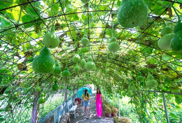 Tien Giang Vietnam 2018 Február Turista Látogasson Díszítő Sütőtök Kert — Stock Fotó