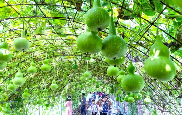 Tien Giang Vietnam 2018 Február Turista Látogasson Díszítő Sütőtök Kert — Stock Fotó