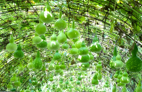 Fazenda Cabaça Ornamental Estação Colheita Com Cabaças Penduradas Plataforma Como — Fotografia de Stock