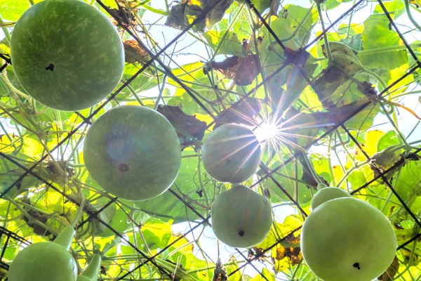 Gourd Farm Ornamentale Nella Stagione Del Raccolto Con Zucche Appese — Foto Stock