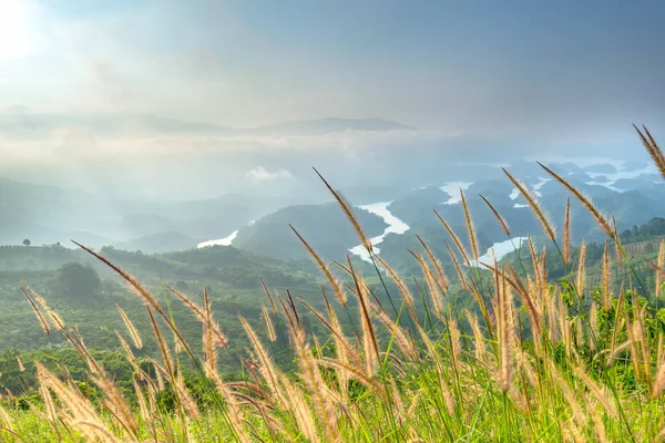 Krajina Hnoje Jezero Letní Ráno Když Slunce Svítí Dolů Jezero — Stock fotografie