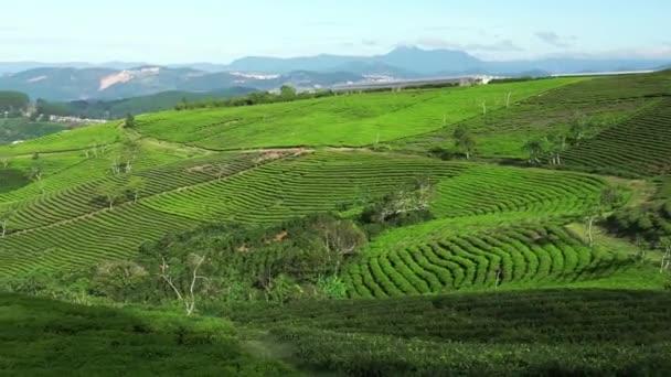 Colina Chá Verde Nas Terras Altas Pela Manhã Esta Plantação — Vídeo de Stock