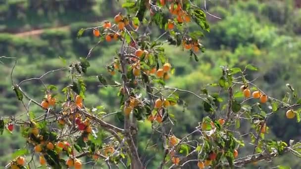 Organic Persimmon Owoce Gałęzi Drzewa Żniwach Słodkie Pożywne Owoce Dobre — Wideo stockowe