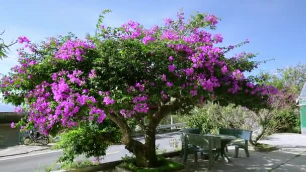 Pod Jasným Ranním Sluncem Kvetou Pestrobarevné Purpurové Květy Bougainvillea Toto — Stock video