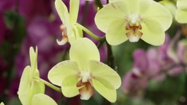 Phalaenopsis orkideleri baharda çiçek açar doğanın güzelliğini süsler.. 