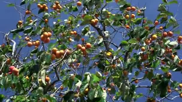 Βιολογικό Φρούτο Στο Κλαδί Του Δέντρου Για Συγκομιδή Είναι Γλυκά — Αρχείο Βίντεο