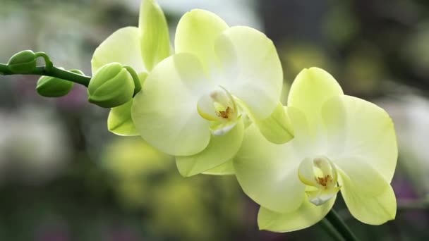 Phalaenopsis orchideje květiny kvést na jaře zdobí krásu přírody. 