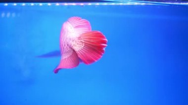 Arowana Akvaryum, en sevdiğin balık ile bu uzun vücut, güzel dragon şekil zengin aile içinde belgili tanımlık akvaryum dekorasyon için renkli