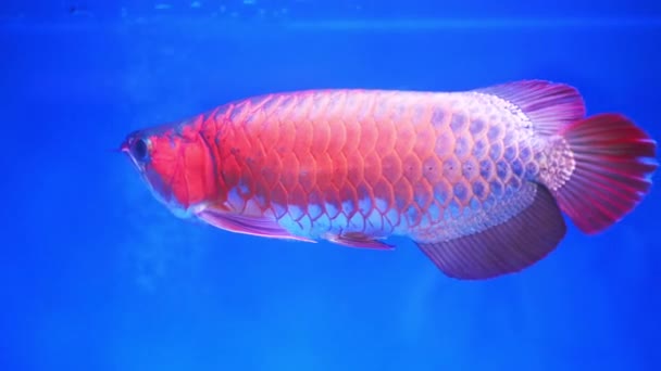 Arowana Aquarium Favorite Fish Long Body Beautiful Dragon Shape Colorful — Stock Video