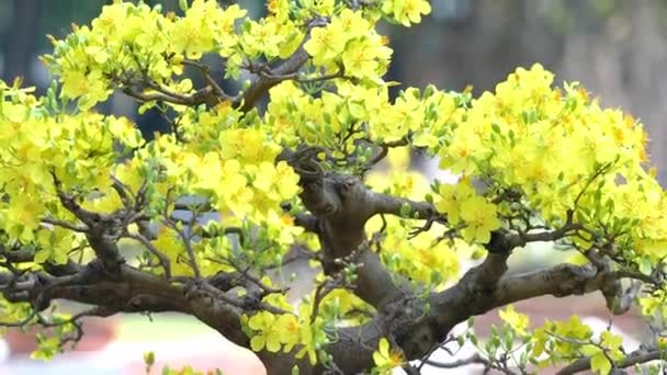 Apricot Bonsai Tree Blooming Yellow Flowering Branches Curving Create Unique — Stock Video