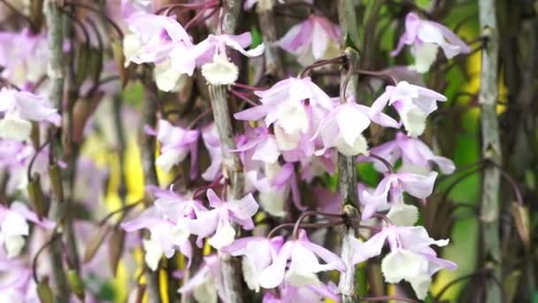 Dendrobium Aphyllum Orquídeas Flores Florescem Primavera Adornam Beleza Natureza — Vídeo de Stock