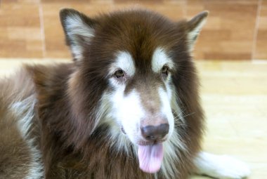 Evcil hayvanlarda hipnotize edici gözleri olan Sibirya Husky 'si. Zarif bir görünüşleri, özgürlük ve bağımsızlık arzuları var. İnsanları avlama ve koruma içgüdüleri var.