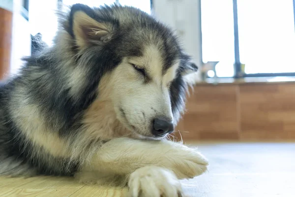 Alaska Malamute Retrato Perro Mascota Domesticada Son Muy Amables Buenos —  Fotos de Stock