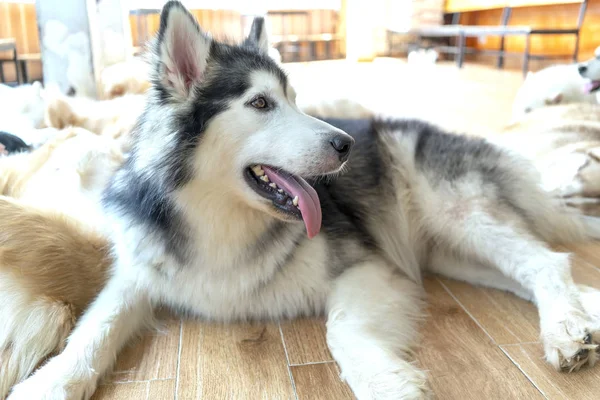 Alaska Malamute Retrato Perro Mascota Domesticada Son Muy Amables Buenos —  Fotos de Stock